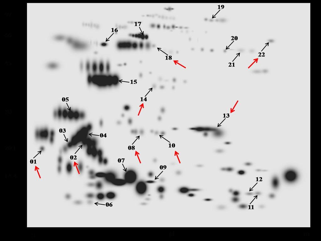 197 Figura 1. Mapa bidimensional das proteínas do plasma seminal de touros Guzerá gerado pelo aplicativo PDQuest (Bio-Rad, USA), baseado no match set com todos os 13 géis utilizados no estudo.