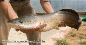 Comercializar pescado Recria 90dias a 100dias Engorda 10 a 12 meses De 10cm -20cm a 40cm -50cm De