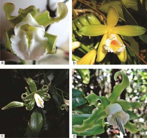 FIGURA 3. a. Vanilla angustipetala Schltr.; b. Vanilla chamissonis Klotzsch; c.
