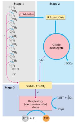 Acetil-coA Ciclo do Ácido cítrico Oxidação completa em CO 2 +H 2 O FADH 2 e