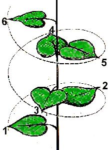 Os números de Fibonacci na Filotaxia Neste exemplo, temos cinco folhas e duas voltas.