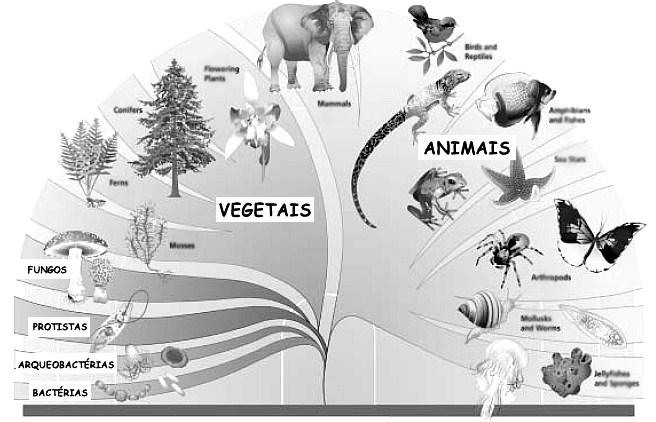OS SEIS REINOS Utilize o diagrama em leque abaixo para responder as questões. 6. Que diferenças você percebe entre um cladograma e um diagrama em leque? 7.