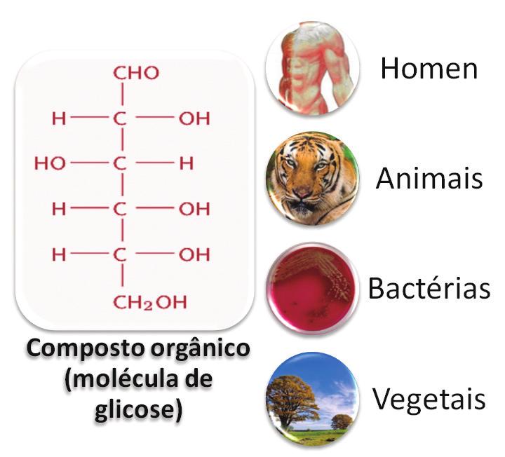Figura 1: Todos os seres vivos, sejam eles do mundo animal ou vegetal, apresentam em sua composição grande quantidade de compostos orgânicos. Fontes: homem: http://www.sxc.