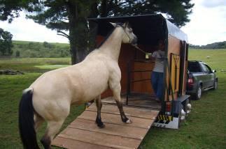 Aqui estão outras características significativas do dispositivo que ajudam a manter seu pet e animais de grande porte seguros: O Multitracker rastreia seus animais em tempo real em qualquer lugar do