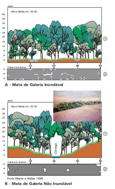 Figura 2. Ambiente e cobertura de Mata de Galeria inundável e não-inundável. 8.