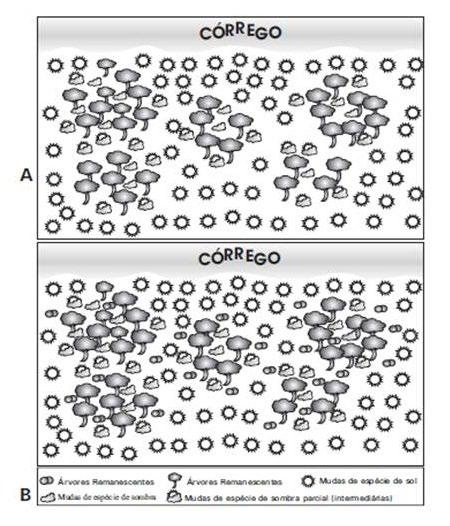 pécies pioneiras, e as áreas parcialmente sombreadas com espécies intermediárias e de sombra. A escolha das espécies e os locais de plantio devem levar em consideração o encharcamento do solo.