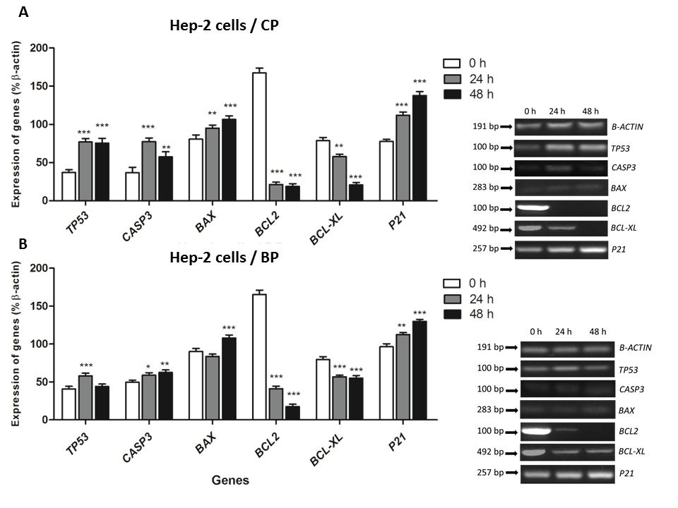 Artigos Científicos Figure 6 Relative quantification of TP53, CASP3, BAX, BCL2, BCL-XL, and P21 mrna level by reverse transcription polymerase chain reaction assay after incubation of HEp-2 cells