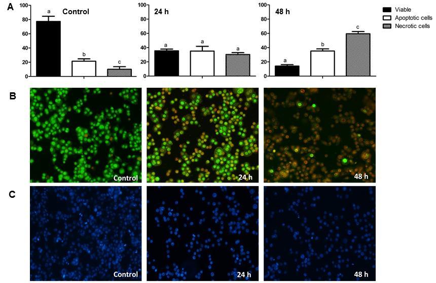 Artigos Científicos morphological change of chromatin condensation and fragmented nuclei evaluated by DAPI staining was undetectable (figure 5C).