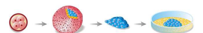 Na década de 1970, células EC injetadas em blastocistos de um camundongo originaram outros camundongos e as células EC passaram a ser exploradas como modelos de desenvolvimento de embriões de