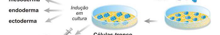 Ao serem injetadas em camundongos, estas células formaram teratomas 3.