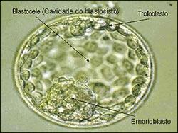 No ano seguinte, uma linhagem clonada de células de carcinomas embrionários humanos foi derivada e originou tecidos dos três folhetos germinativos primários 4.