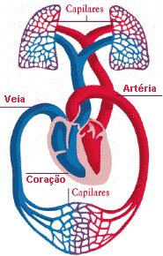 2.1- Coração e Sistema Circulatório Em mamíferos, o sistema circulatório é composto por dois circuitos de sangue (oxigenado e desoxigenado) completamente separados e serve para transportar e