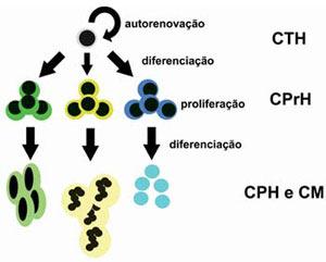 Sabe-se que o processo de hematopoiese é ordenado e hierárquico. As célulastronco de medula são de pelo menos dois tipos: as hematopoiéticas 21 e as células de estroma 22 (Araújo, 2005).