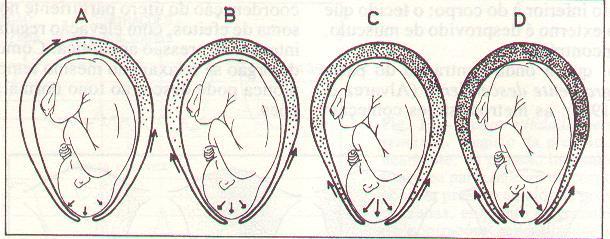 PERÍODO DE DILATAÇÃO dilatação cervical: é o aumento do diâmetro do colo uterino de milímetros até a dilatação completa (10 cm)