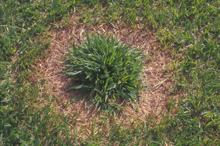 decumbens a) inibição da germinação de