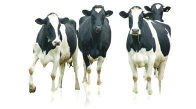adição a antibioticoterapia. MARCELO MOREIRA ANTUNES Journal of Dairy Sci.