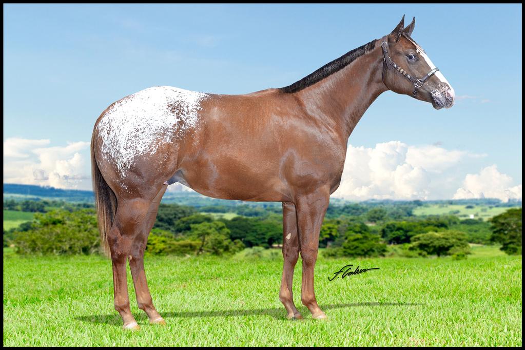 Lote 11- The Boss WLMJ APPALOOSA - MACHO - 26/10/2016 - ALAZÃO MANTADO PROPRIETÁRIO: HARAS NOVA POUSADA JAGUARIÚNA /SP DYNAMIC HANDY HDC MARVIN HANDY CLASS SW LIZY DYNAMIC KID TYT JUST A CLASS DO SW