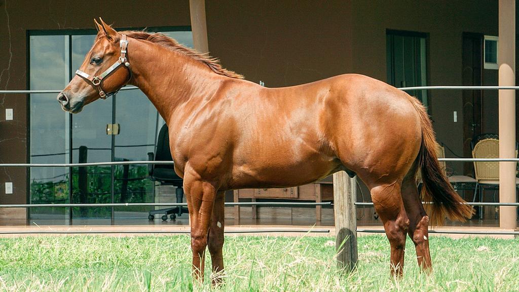 Lote 15- Diamond Hill Ilusion QUARTO DE MILHA - MACHO -25/11/2016 - ALAZÃO PROPRIETÁRIO: LEOPOLDO POZZI DOURADOS /MS MARSCASH ILUSION MR CASH ILUSION SHEZA PERFECT ONE MR HOPE ILUSION PRECOCIOUS