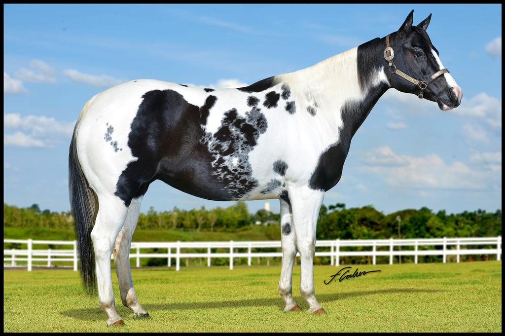 Lote 18- Dreamwalkers Beauty Paint Horse - Fêmea - 17/05/2006 - Preto Tobiano PROPRIETÁRIO: Haras Vila Colonial Analândia /SP Ventre Livre Acasalamento Triplo Homozigoto ROYAL DREAMWALKER BEAUS PANDA