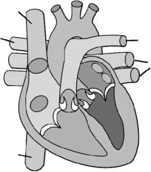 SISTEMA CARDIOVASCULAR HUMANO QUESTÃO 11 No sistema circulatório humano, a) a veia cava superior transporta sangue pobre em oxigênio, coletado da cabeça, dos braços e da parte superior do tronco, e