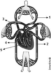 Analise as proposições em relação a este órgão. I. O sangue arterial circula dentro das artérias e o venoso dentro das veias. II.