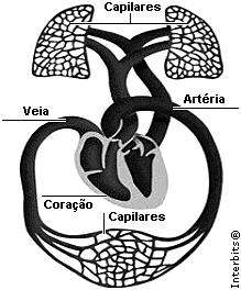 QUESTÃO 19 a) Na circulação pulmonar, o sangue venoso sai do ventrículo direito pela artéria pulmonar e segue em direção aos pulmões.