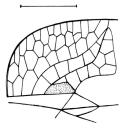 bdome fusiforme sem faixas alaranjadas, porém com duas faixas separadas entre si do 3 o ao 6 o segmento; 7 o segmento com única mácula, 8 o - 10 o escuros. Essa espécie é muito similar a M.