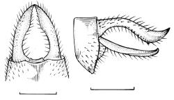 Figura 10. Micrathyria mengeri: cercos, vista dorsal. Figura 11. Micrathyria ocellata dentiens: : hâmulo, vista lateral; : cerco, vista lateral.