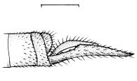 De Marmels 1988; rookes 1989; Measey 1994; oomsma & Dunkle 1996; Muzon & Ellenrieder 1998; De Marmels 1988, 1990). M. borgmeieri Santos, 1947 - Espécie de médio porte (comp. total: 35 mm).