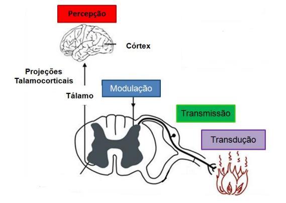 7 FIGURA 1 - Sistema nociceptivo.