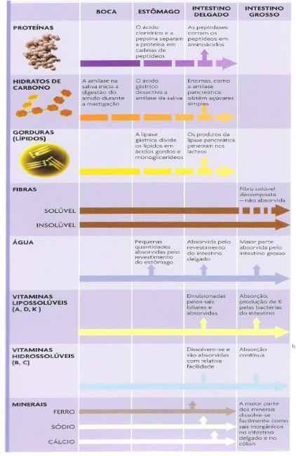 Tabela 1 Transformações dos alimentos (retirado de Parker S.