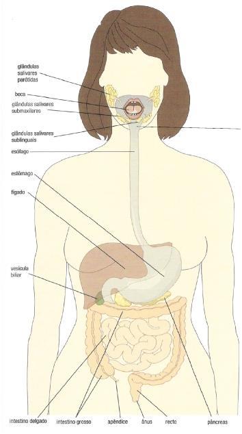 SISTEMA DIGESTIVO O sistema digestivo (figura 1) é constituído pelo tubo digestivo (ao longo do qual os alimentos são transformados) e por órgãos anexos, dos quais fazem parte as glândulas,