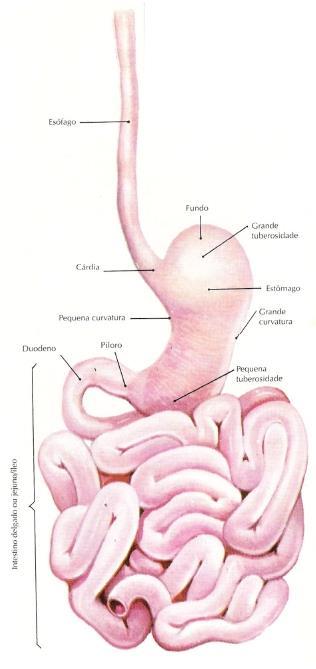 INTESTINO DELGADO O intestino delgado (figura 3) é um órgão de grande extensão (cerca de 6,5 m de comprimento e 2,5 cm de diâmetro num indivíduo adulto), que se encontra alojado na cavidade abdominal.