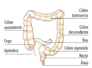 INTESTINO GROSSO O intestino grosso é um tubo com cerca de 180 cm de comprimento e 6,5 cm de diâmetro, onde se distinguem três regiões principais (figura 4): ceco ou cego, cólon ascendente,