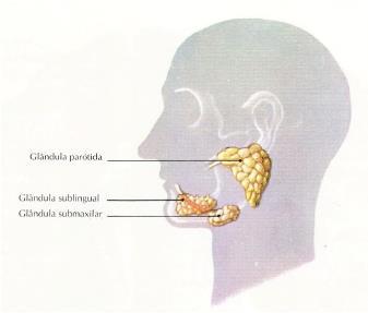 , 2006) GLÂNDULAS DIGESTIVAS Existem diversas glândulas digestivas, tais como: glândulas salivares, gástricas intestinais, fígado e pâncreas.