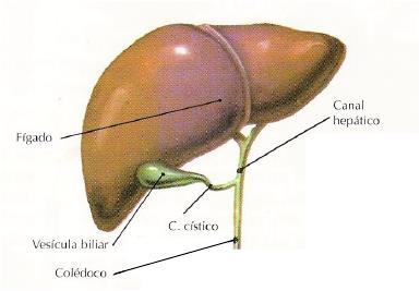 FÍGADO O fígado (figura 6) tem cor vermelha-acastanhada e localiza-se na parte superior direita da cavidade abdominal.