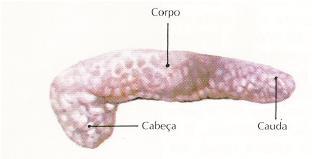 Posteriormente, é conduzida ao duodeno, através dos canais cístico e colédoco. Figura 6 Esquema do fígado (retirado de Brites M.