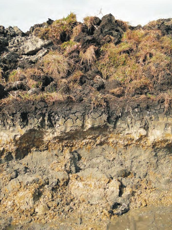 superficíais Poços Rio Mampituba Horizonte fossilífero (PCSC-03) Pleistoceno Barreira III 5 d Holoceno e Sedimentos argilosos e arenosos de lagunas e baías Campo de dunas ativas
