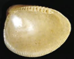 Crepidula aculeata; 31.