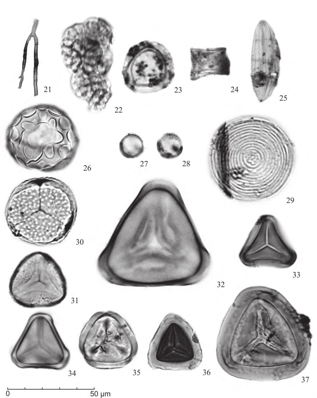 Fungos, criptógamas e outros palinomorfos holocênicos (7908±30 anos AP-atual) da Planície Costeira sul-catarinense, Brasil Figura 3. Fotomicrografias de palinomorfos selecionados. Hifas: 21. Hifas. Algas: 22.