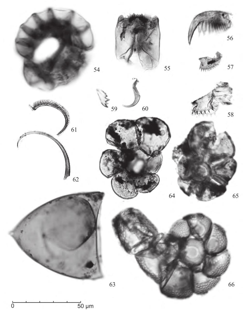 Fungos, criptógamas e outros palinomorfos holocênicos (7908±30 anos AP-atual) da Planície Costeira sul-catarinense, Brasil Figura 5.