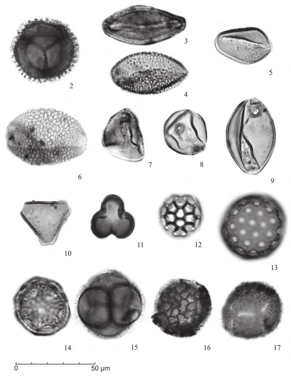 Grãos de pólen de angiospermas do Holoceno (7908±30 anos AP-atual) da Planície Costeira sul-catarinense, Brasil Figura 2. Fotomicrografias grão de pólen de angiospermas: 2. Drimys brasiliensis; 3.