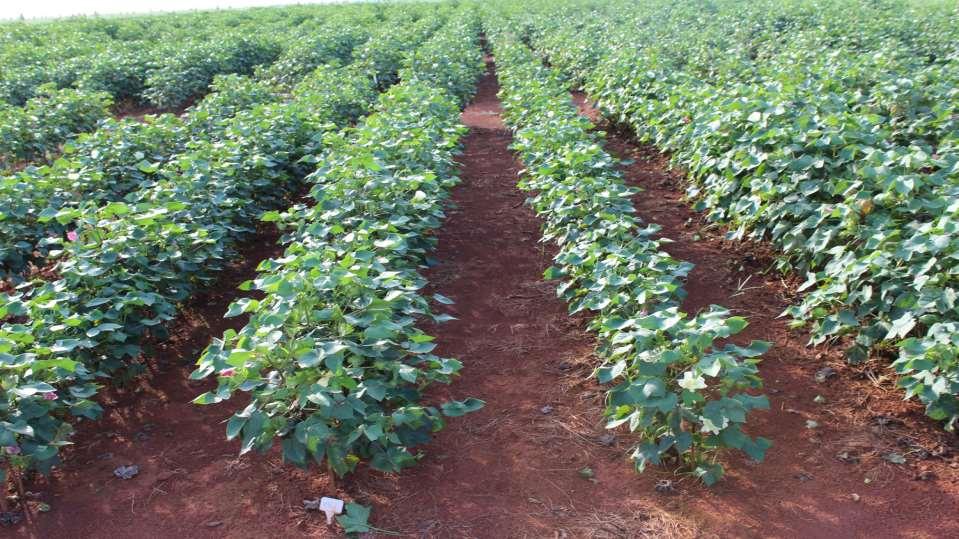 MANEJO QUÍMICO E BIOLÓGICO Efeito de diferentes produtos