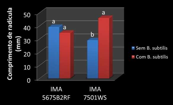 Comprimento de radíula em sementes tratadas om B. subtilis.