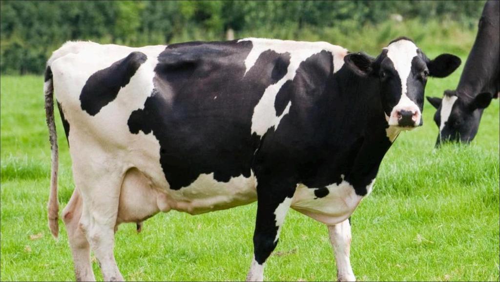 CONCLUSÃO A suplementação de vacas lactantes com rações contendo até 72% de torta de girassol em substituição a PB do farelo de soja no concentrado mostrou-se interessante na composição do leite ao