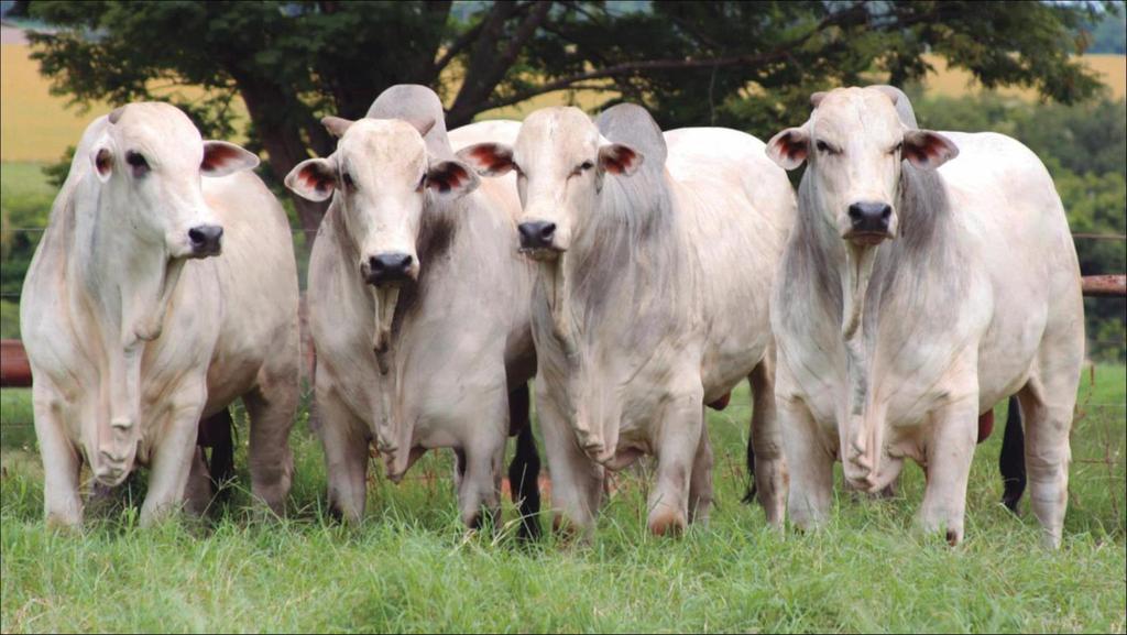 Degradabilidade ruminal in situ da matéria seca, matéria orgânica e