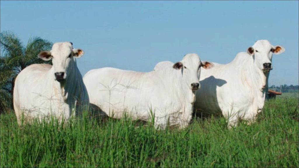 CONCLUSÃO Nesse nível de suplementação a torta de girassol pode