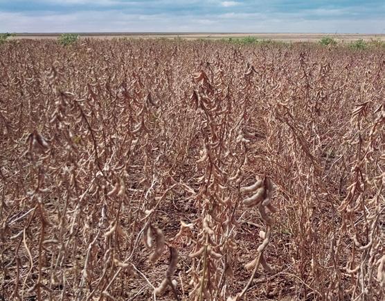 Meridional Embrapa e Página Fundação 3 Meridional Página 2 Projeto Mofo Branco Eleitos Cultivares Especialista BRS serão da Embrapa os grandes destaques indica qual do projeto é o manejo na safra