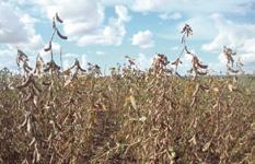 INOVAÇÃO Embrapa e BASF lançam o Sistema de Produção Cultivance A Embrapa e a BASF lançaram no final de agosto, em Brasília - DF, o Sistema de Produção Cultivance.