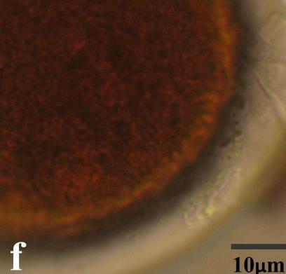 Ischnosiphon polyphyllus: grão com